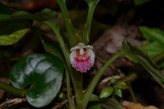 Boesenbergia tiliifolia